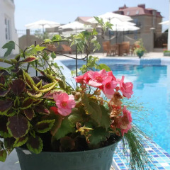 Hotel Sheikh бассейн фото 2