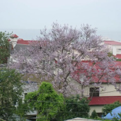 Гостиница Alisa Guest House балкон фото 2