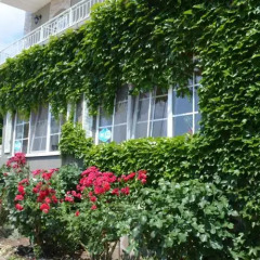 Гостиница Shik i Dym Hotel Украина, Одесса - отзывы, цены и фото номеров - забронировать гостиницу Shik i Dym Hotel онлайн вид на фасад фото 3