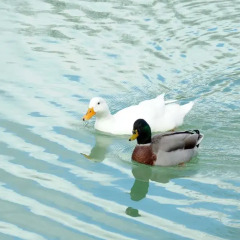 Отель Il Drago Azienda Turistica Rurale Италия, Айдоне - отзывы, цены и фото номеров - забронировать отель Il Drago Azienda Turistica Rurale онлайн приотельная территория