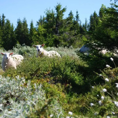 Отель Nordseter Fjellpark, Hyttegrend фото 2