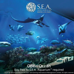 Resorts World Sentosa - Equarius Hotel 5* Номер Делюкс с различными типами кроватей фото 2
