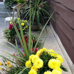 Отель Wild Rose Bed & Breakfast 2* Стандартный номер с различными типами кроватей фото 5