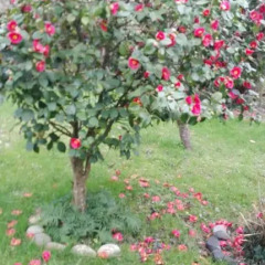Отель B&B El Jardin de Aes фото 11