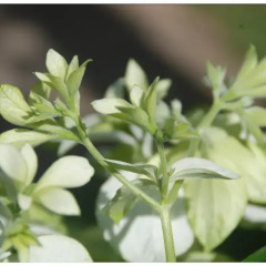 Отель Lea s Garden фото 21