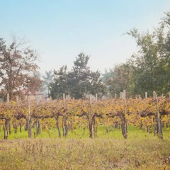 Отель Agriturismo Pituello Сан-Микеле-аль-Тальяменто приотельная территория