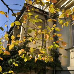 Отель Villa Sommerschuh Германия, Дрезден - отзывы, цены и фото номеров - забронировать отель Villa Sommerschuh онлайн фото 2