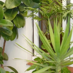 Отель Hostal Conde Güell