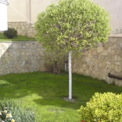 Отель Guest House Roni Болгария, Генерал-Кантраджиево - отзывы, цены и фото номеров - забронировать отель Guest House Roni онлайн фото 4