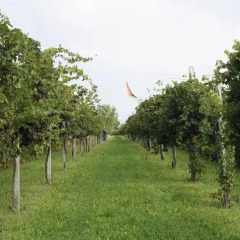 Отель Agriturismo Da Gas Сан-Джорджо-ин-Боско фото 4