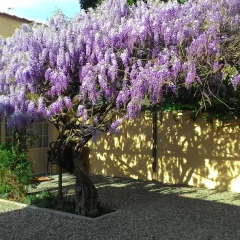 Отель Villino Fiorentino фото 2