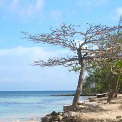 Отель Coral View Beach Resort Гондурас, Остров Утила - отзывы, цены и фото номеров - забронировать отель Coral View Beach Resort онлайн пляж