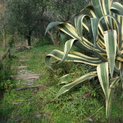 Отель B&B Il Chioso Аулла фото 11