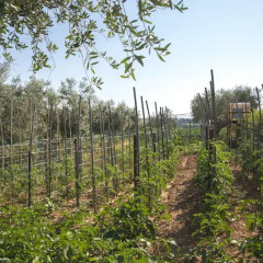Отель Bed and breakfast Aratro & Rosmarino Чивитанова-Марке приотельная территория