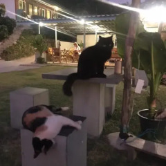 Отель Cat Bungalow Ланта фото 7