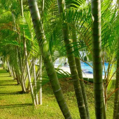 Отель Sagarika Beach Hotel Шри-Ланка, Берувела - отзывы, цены и фото номеров - забронировать отель Sagarika Beach Hotel онлайн фото 6