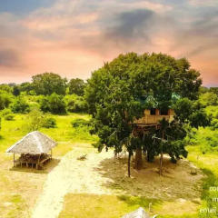 Отель Yala Dream Park Шри-Ланка, Тиссамахарама - отзывы, цены и фото номеров - забронировать отель Yala Dream Park онлайн