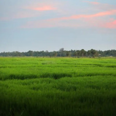 Отель Heaven Upon Rice Fields Шри-Ланка, Анурадхапура - отзывы, цены и фото номеров - забронировать отель Heaven Upon Rice Fields онлайн фото 2