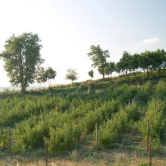 Отель Agriturismo Il Filare Невьяно-дельи-Ардуини приотельная территория