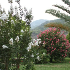 Отель Anatolia Resort Бунгало фото 5