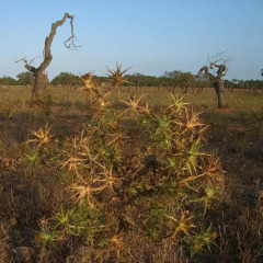 Отель Finca Son Josep de Baix