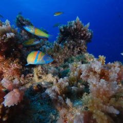 Отель Blue Island
