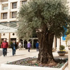 Отель Olive Tree Royal Plaza Иерусалим спортивное сооружение