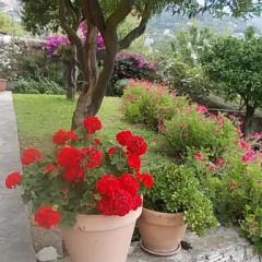 Отель Le Clementine B&B Камогли фото 11