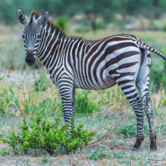 Отель Nature Homes - Africa Amini Life развлечения