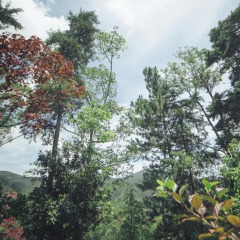 Отель Villa Republic Bandarawela 3* Вилла с различными типами кроватей фото 5