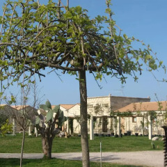 Отель Masseria Copertini Стандартный номер фото 11