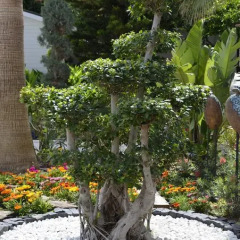 Side Resort Hotel фото 6