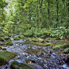 Отель Chachagua Rainforest Ecolodge