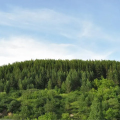 Отель Guest House Yablonevyy Tsvet Белокуриха фото 4