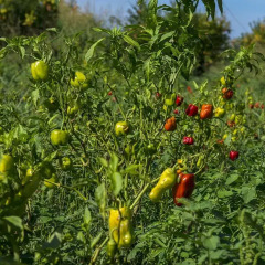 IRIS Турция, Гузеляли - отзывы, цены и фото номеров - забронировать отель IRIS онлайн фото 3