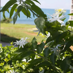 Отель Sunset Resort Треже-Бич пляж фото 2