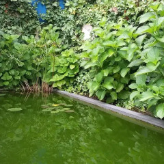 Garden House Hostel бассейн