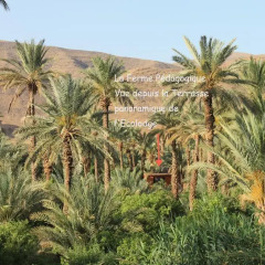 Отель Ecolodge Bab El Oued Maroc Oasis фото 6