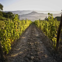 Отель Fontemorsi Agriturismo Монтескудаио фото 4