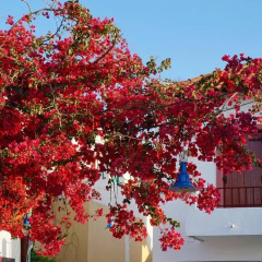 Отель Saronis Hotel Греция, Агистри - отзывы, цены и фото номеров - забронировать отель Saronis Hotel онлайн фото 7