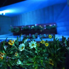 Отель Guest House Goari Грузия, Тбилиси - отзывы, цены и фото номеров - забронировать отель Guest House Goari онлайн бассейн