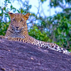 Отель Yala Leopard Paradise Safari фото 5