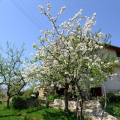 Отель Villa Casa Rosa Болгария, Кюстендил - отзывы, цены и фото номеров - забронировать отель Villa Casa Rosa онлайн фото 2