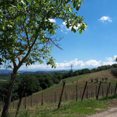 Отель Fattoria Il Milione фото 12