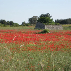 Отель Masseria Copertini Верноле фото 14