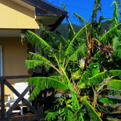 Отель Yakushima Cottage Morino Fairy Япония, Якусима - отзывы, цены и фото номеров - забронировать отель Yakushima Cottage Morino Fairy онлайн фото 11