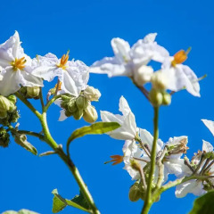 Отель Montinho De Ouro фото 3