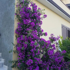 Отель Casa Vacanze Fiori Rosa Аулла фото 4