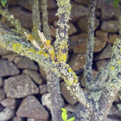 Отель Finca Los Geranios фото 4