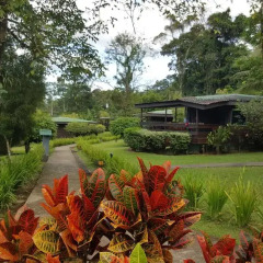 Отель Chachagua Rainforest Ecolodge 3* Стандартный номер с различными типами кроватей фото 19